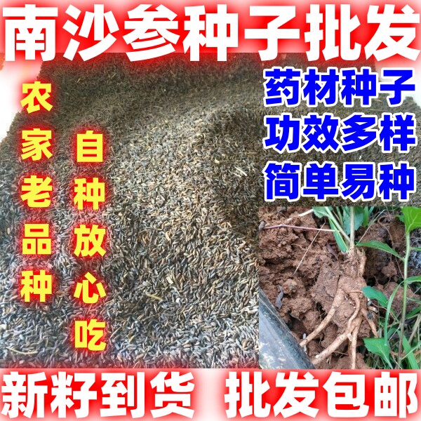 南沙参种籽简单易种论斤卖药材种籽中药材南沙参种籽南沙参种子