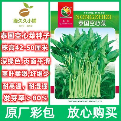 泰国空心菜青骨柳叶种子通菜雍菜品质优好吃庭院阳台可种四季播种