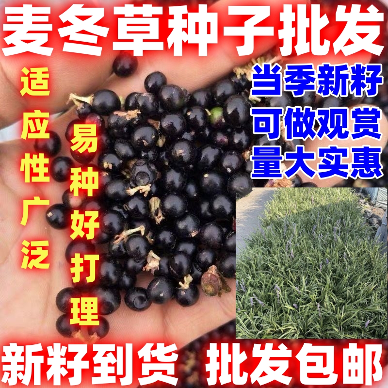 麦冬草种籽玉龙草种籽绿化草种籽麦冬草种子可做观赏庭院田园种植