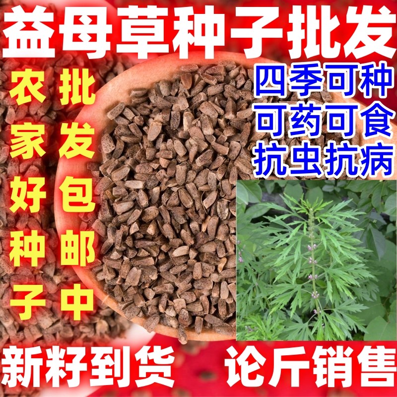 田园阳台益母草种子中药材种植茺蔚子种籽可做芽苗菜四季播种,鲜花速递/花卉仿真/绿植园艺,家庭园艺种子,淘宝优惠券,粉丝福利购,淘宝优惠卷