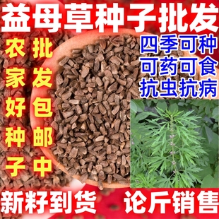 田园阳台益母草种子中药材种植茺蔚子种籽可做芽苗菜四季播种