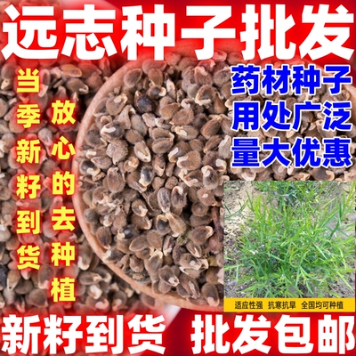 远志种子远志种籽用处广论斤卖中药材种子种植简单耐寒耐旱种子