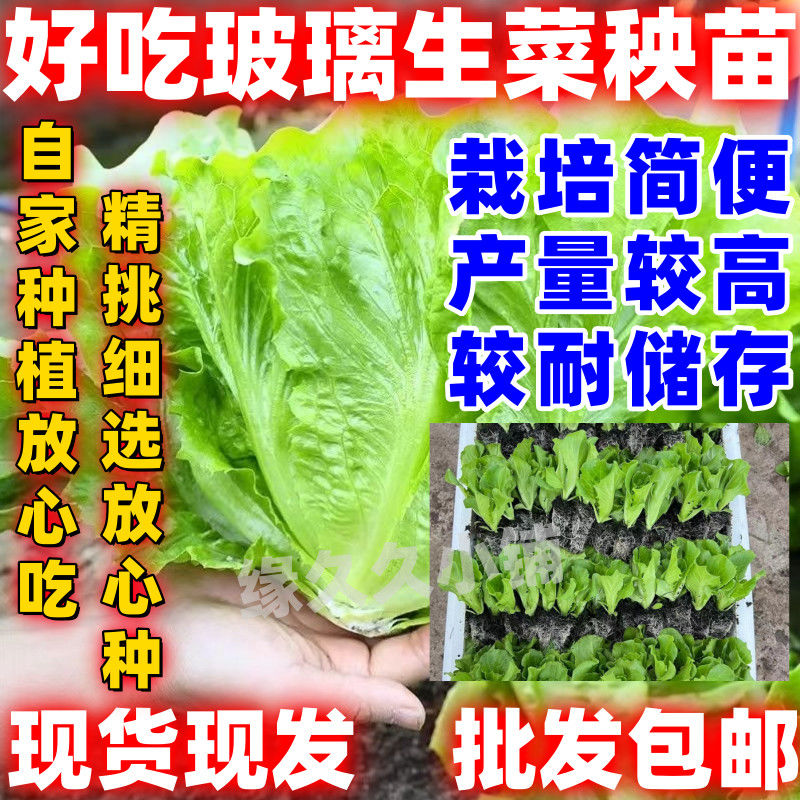 玻璃生菜秧苗苗意大利奶油结球生菜秧苗带土四季老品种新蔬菜秧苗
