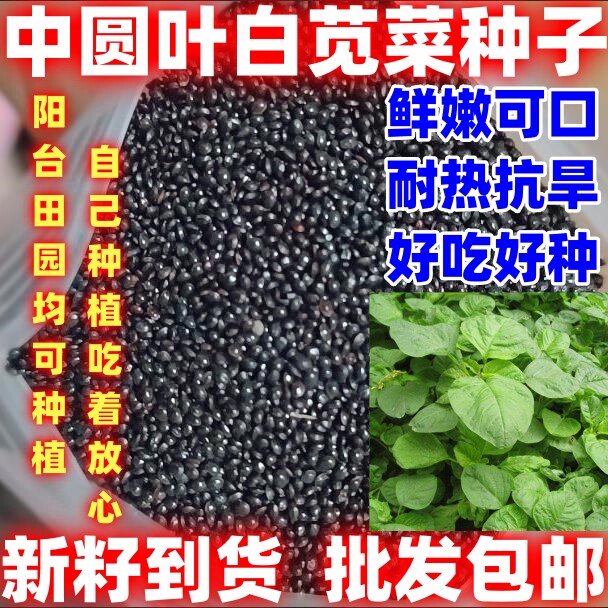 中圆叶白苋菜种籽批发论斤卖庭院田园蔬菜种子中圆叶白苋菜种子