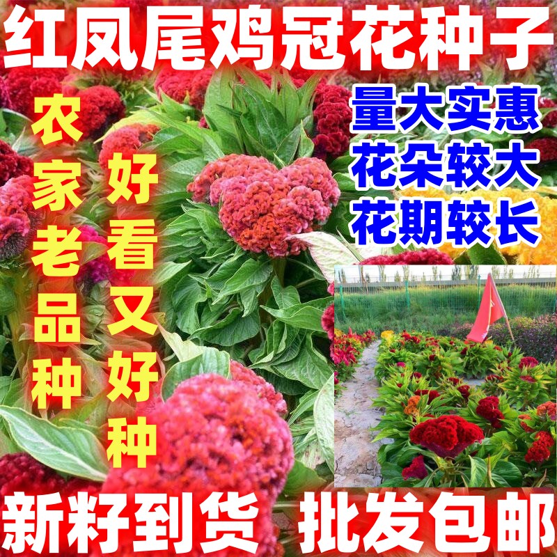 红凤尾鸡冠花种子简单易种易活阳台盆栽室外庭院花卉凤尾鸡冠花籽