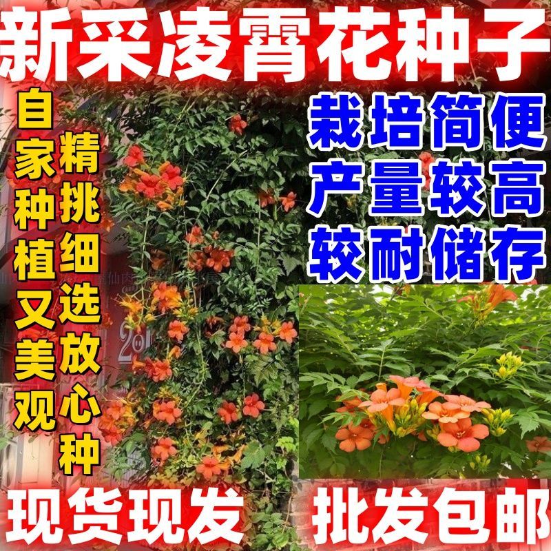 正宗凌霄花种子庭院爬藤植物倒挂金钟炮仗花四季爬墙花紫薇花种子