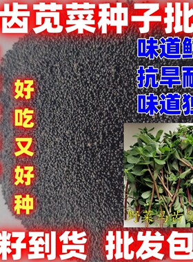 马齿苋菜种子马齿苋菜种籽论斤销售批发马齿苋种子庭院阳台盆栽