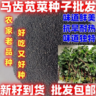 马齿苋菜种子马齿苋菜种籽论斤销售批发马齿苋种子庭院阳台盆栽
