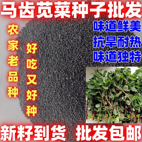马齿苋菜种子马齿苋菜种籽论斤销售批发马齿苋种子庭院阳台盆栽