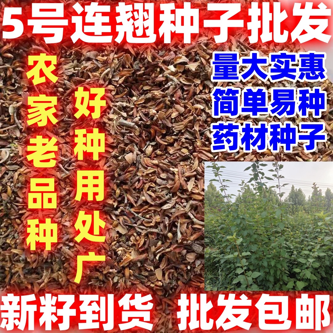 5号药用连翘简单易种连翘大果连翘树5号连翘室外耐寒种植