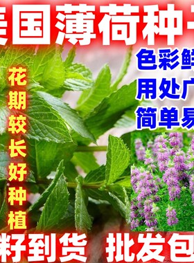 美国薄荷种子简单易种观叶观花香草种子室内阳台盆栽芳香种子