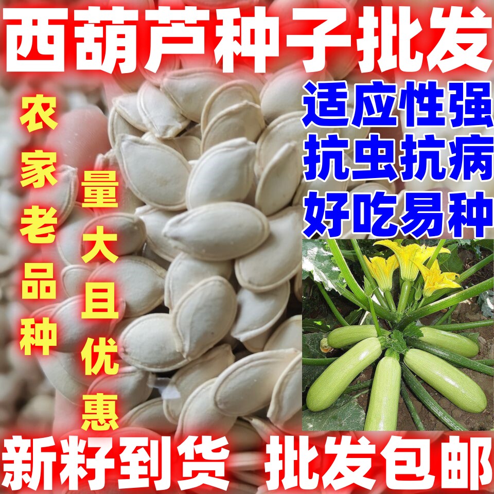 西葫芦种子西葫芦种籽老品种四季春季西葫芦子春夏秋季蔬菜种子