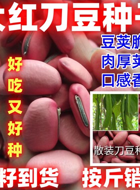 大红刀豆种子刀豆种子大红刀豆种子农家大刀豆种子田园刀豆种子
