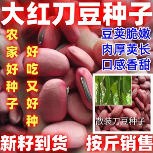 大红刀豆种子刀豆种子大红刀豆种子农家大刀豆种子田园刀豆种子
