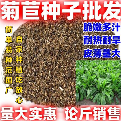菊苣种籽庭院田园牧草种子盆栽牧草种子鸡鸭鱼羊牧草种子菊苣种子