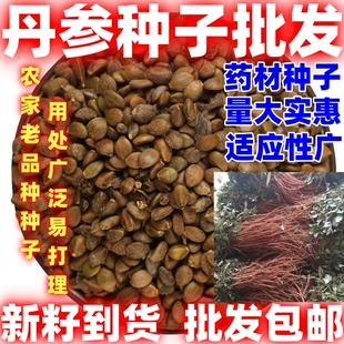 丹参种籽中药材丹参种子丹参子当季新子简单易种论斤卖丹参种子