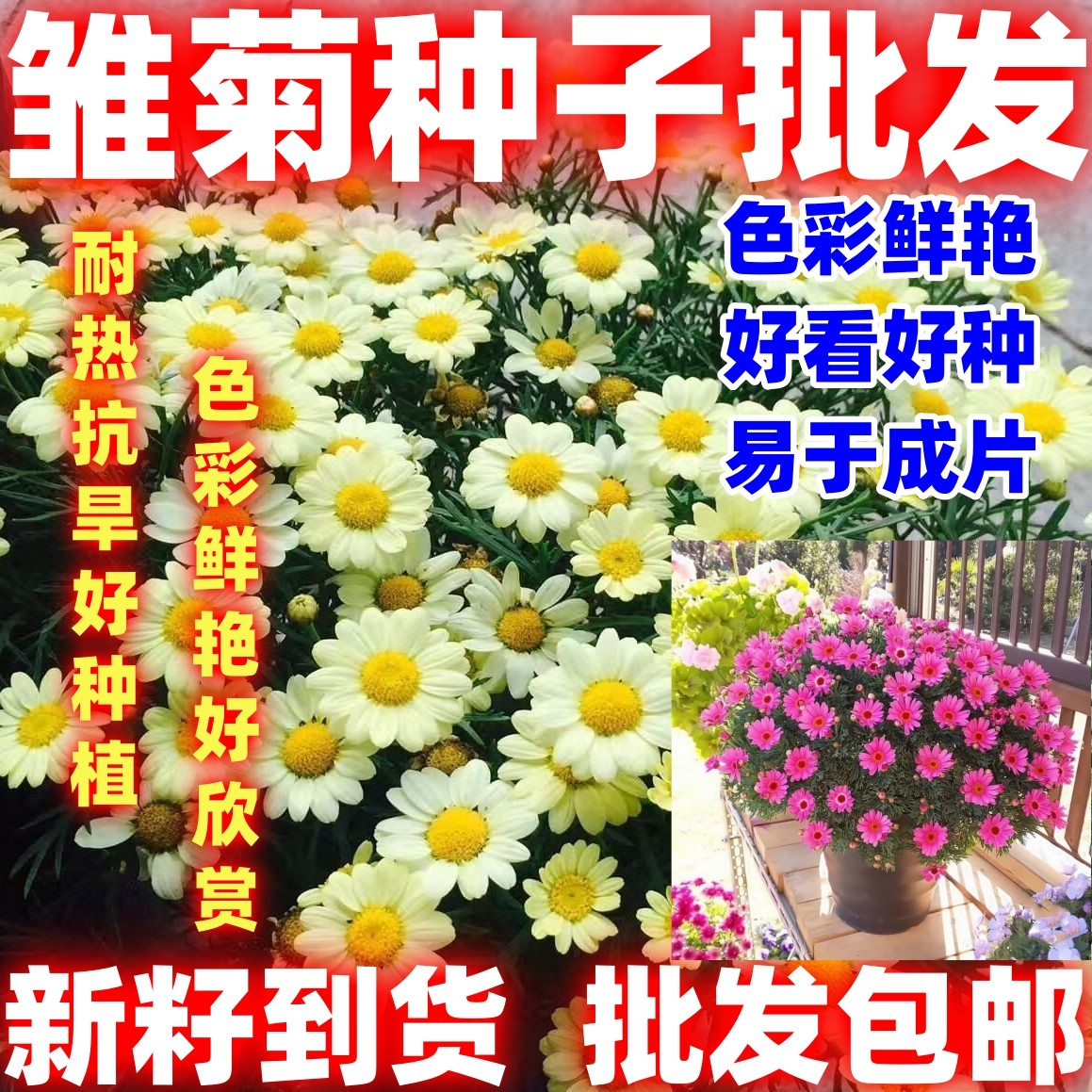 小雏菊种子四季易种耐寒盆栽抗晒精灵系列花籽美丽好看好种阳台籽