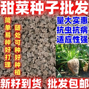 好种甜菜根种子甜菜叶子简单甜菜白色甜菜根春秋季播种制糖甜菜籽