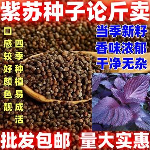 紫苏种籽香味浓郁口感好阳台盆栽庭院种植农家种植紫苏种子紫苏子