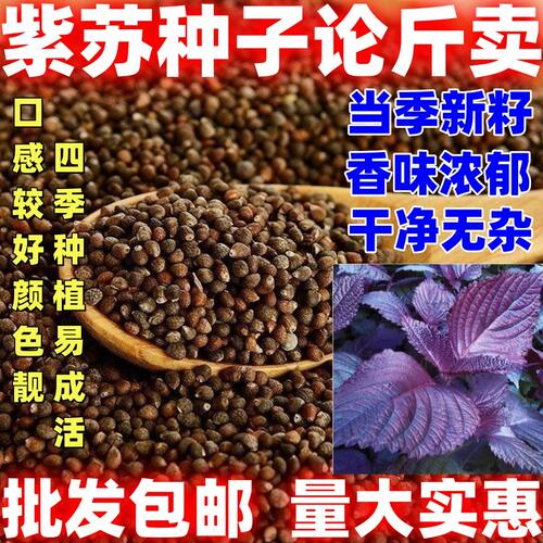 紫苏种籽香味浓郁口感好阳台盆栽庭院种植农家种植紫苏种子紫苏子