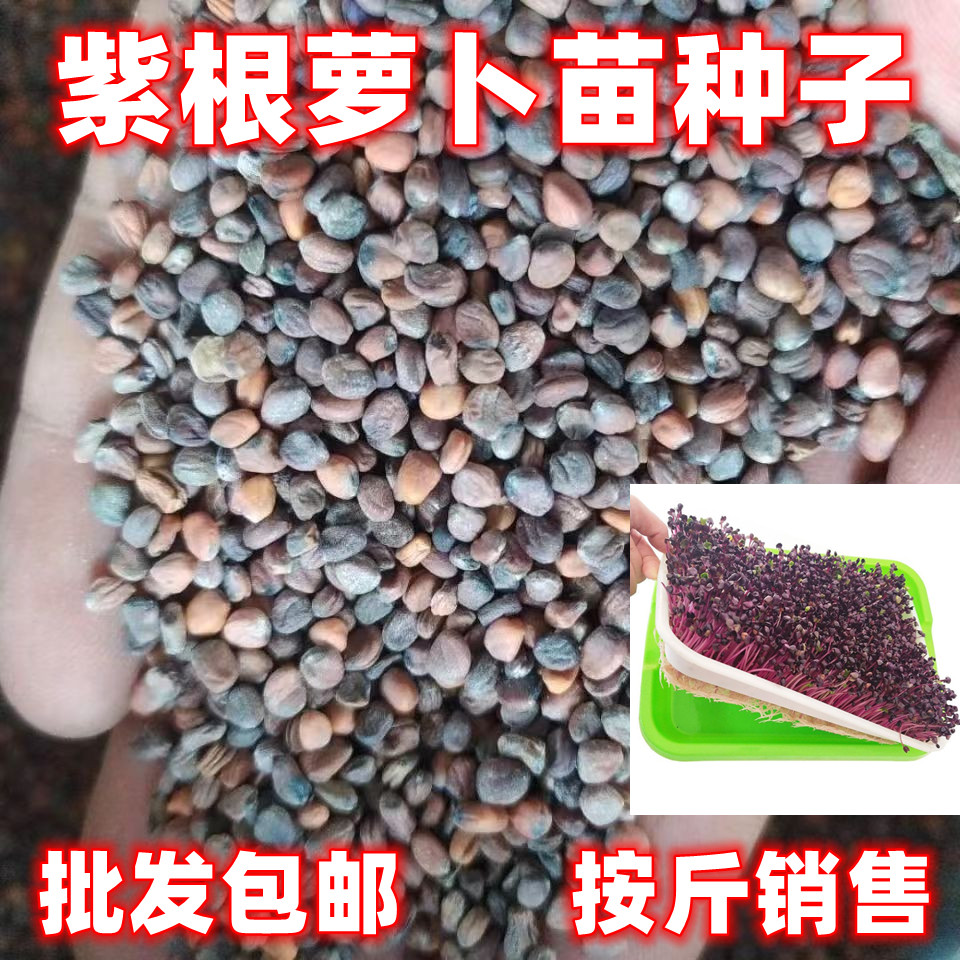 紫杆萝卜芽苗菜种子水培豆芽机阳台种蔬菜种籽四季易种紫根萝卜菜