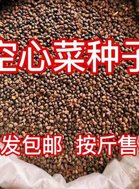 四季空心菜种子柳叶空心菜的种子阳台盆栽泰国空心菜种青梗可水培