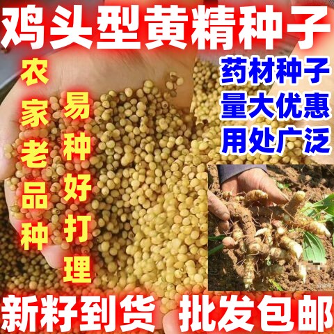 鸡头黄精种籽批发包邮论斤卖黄精鸡头型种子鸡头型种籽药材中药材