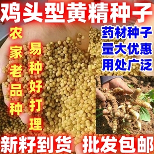 鸡头黄精种籽批发包邮论斤卖黄精鸡头型种子鸡头型种籽药材中药材