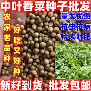香菜种子中叶香菜种子中叶香菜种籽批发家庭庭院田园种植蔬菜种子