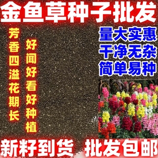 金鱼草种子金鱼草狮子花耐阴花草多年生宿根植花种子户外阳台庭院