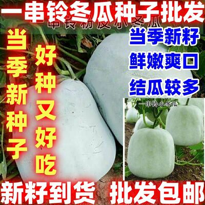 当季新籽一串铃冬瓜种子