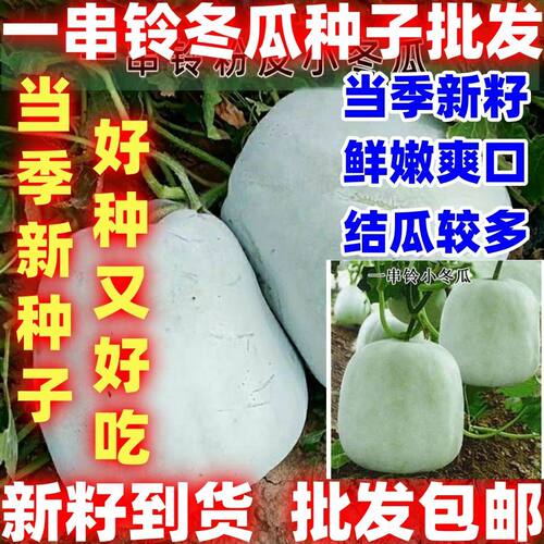 当季新籽一串铃冬瓜种子