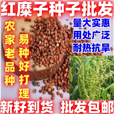 红糜子种子扫帚高粱种子东北笤帚糜子种子条帚扫帚红高粱高粱种子