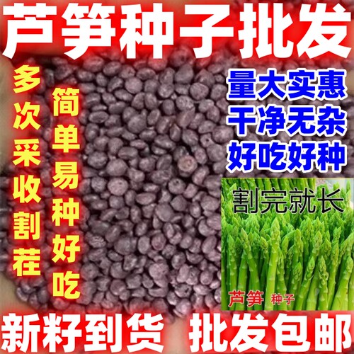 芦笋种子四季种植蔬菜之王好吃绿芦笋种籽抗热耐寒简单蔬菜种子