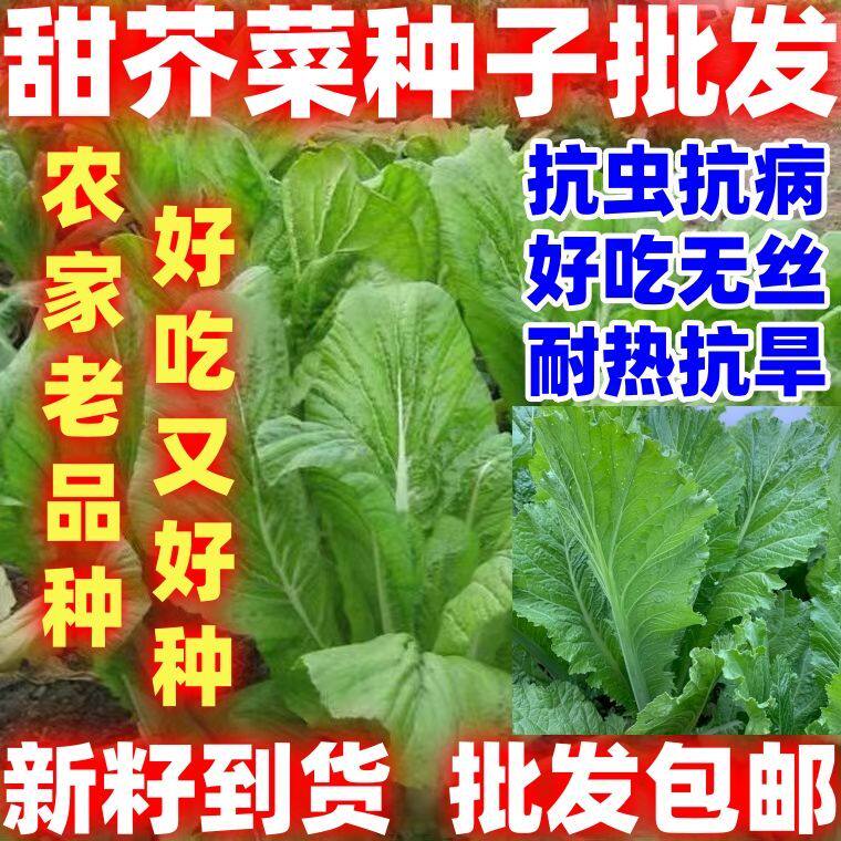 四季甜芥菜好吃甜芥菜种子甜竹芥菜四季甜芥菜种子大叶做酸菜泡菜