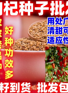 好种红枸杞种子四季播阳台盆栽菜园枸杞种籽农家田园药材枸杞种子