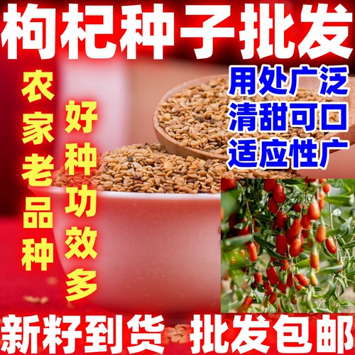 好种红枸杞种子四季播阳台盆栽菜园枸杞种籽农家田园药材枸杞种子