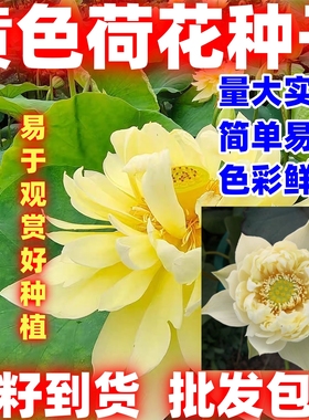 黄色荷花种子水培植物四季种易活室内盆栽绿植花卉荷花种端庄秀丽