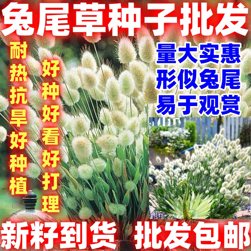 兔尾草种子易活狐狸尾草籽网红观赏兔子尾巴庭院阳台盆栽好看好玩