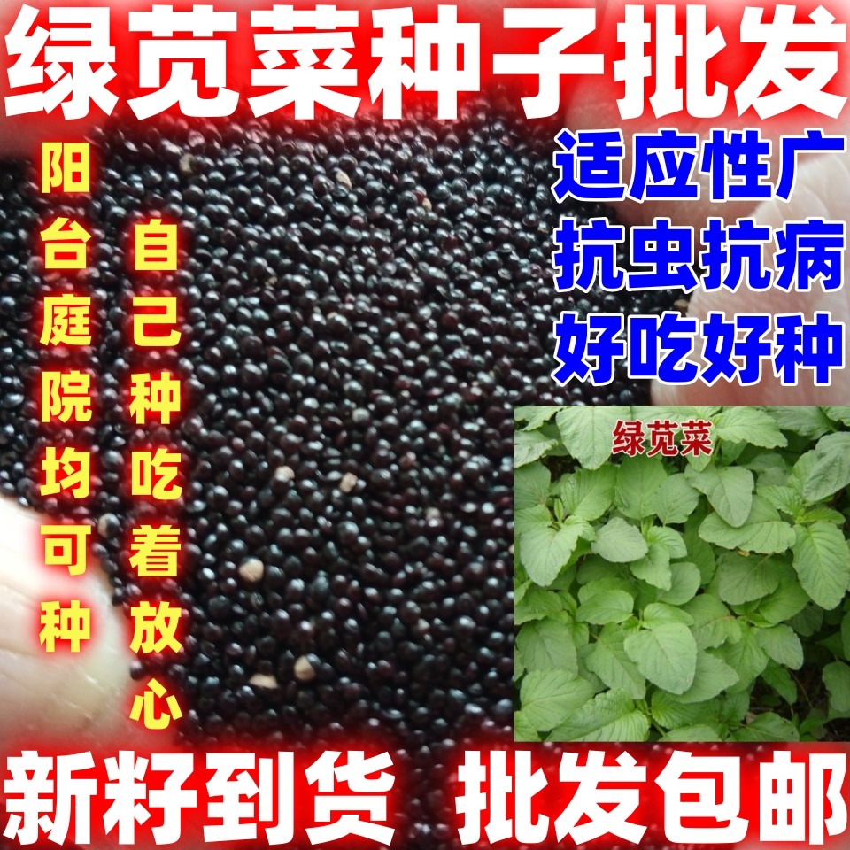 绿苋菜种子青苋菜种籽批发四季易种汉汗菜庭院阳台盆栽蔬菜种子