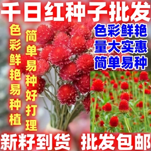 千日红种子花种子千日红百日红火球庭院景观绿化花卉盆栽易活花籽