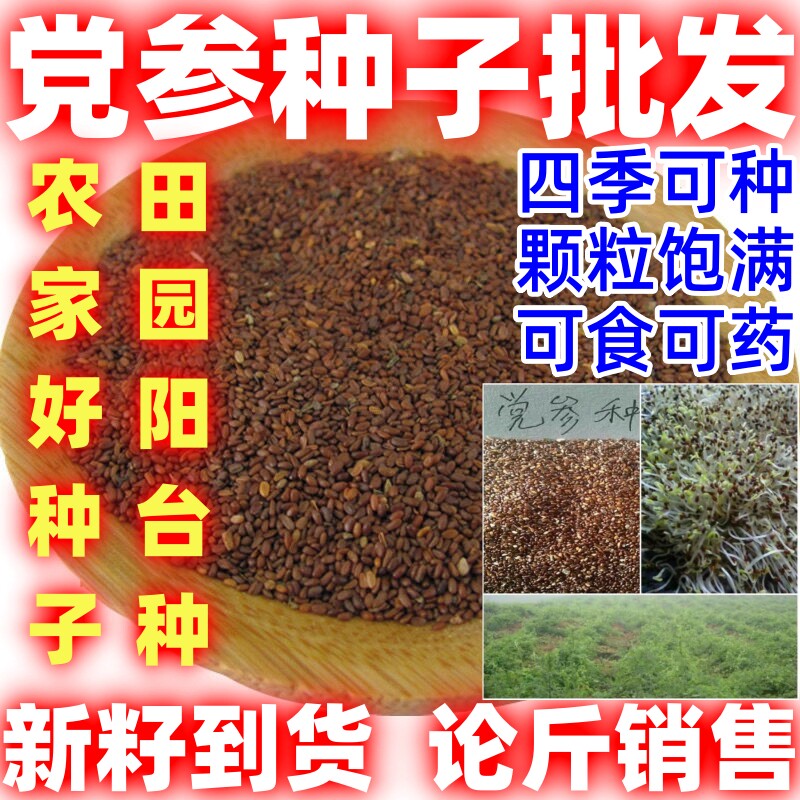 党参种籽药材党参种子当季新品党种籽新籽到货四季播种