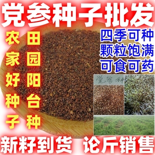 党参种籽药材党参种子当季新品党种籽新籽到货四季播种