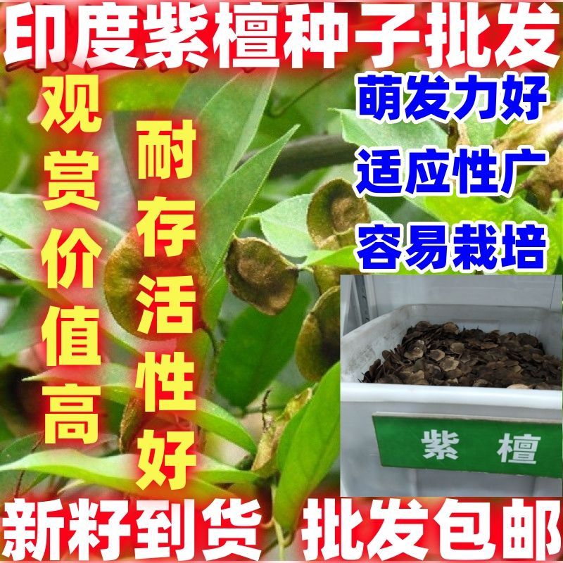 印度小叶紫檀种子羽叶檀青龙木黄柏木檀香树种子木材籽林木种子