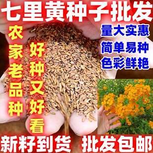 七里黄种子简单易种植物园林花卉花籽庭院景观室内阳台盆栽花海