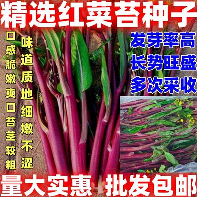 红菜苔种子红菜苔种籽庭院阳台种植室内盆栽种植新籽到货干净无杂