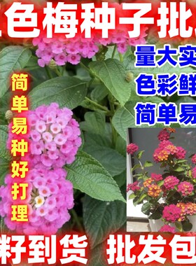 五色梅种子马樱丹花籽四季五彩缤纷室内外盆栽花卉种子户外好看