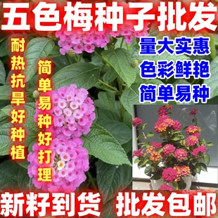 五色梅种子马樱丹花籽四季五彩缤纷室内外盆栽花卉种子户外好看