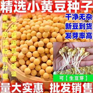 小黄豆种子小黄豆种籽芽苗菜种子芽苗菜种籽室内庭院阳台可生豆芽