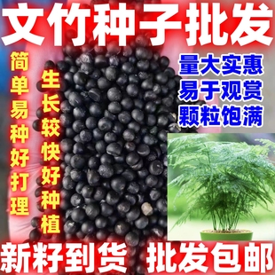文竹种子观叶植物耐阴耐寒文竹盆栽室内四季花卉种籽易活种子好看